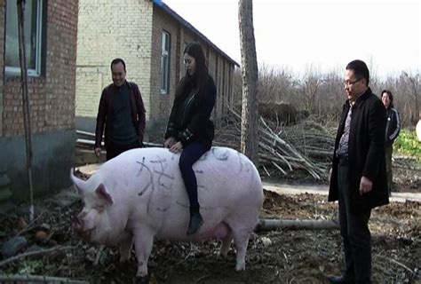china crea cerdos gigantes